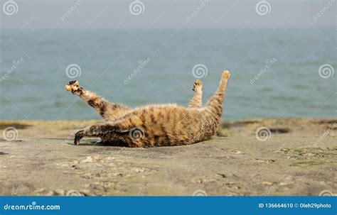 Funny Grey Cat On The Beach Against The Sea Stock Photo Image Of