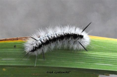 White Caterpillar Maine Nature News