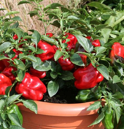 21 Plants To Grow For An Edible Italian Garden Italian