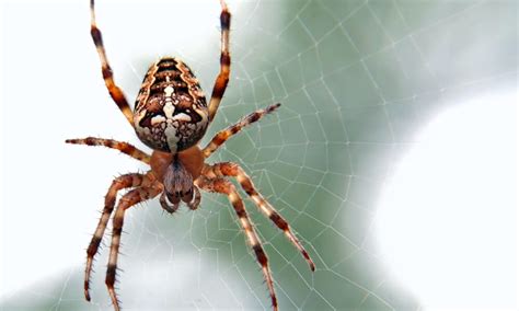 Top 10 Scariest Spiders In The World