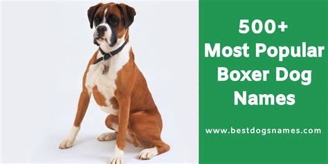 500 Most Popular Boxer Dog Names List In 2020 Boxer Dog Names