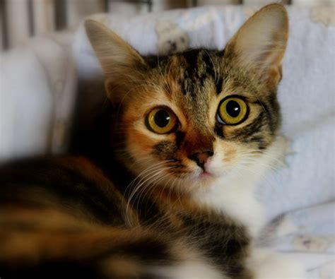 The result is a unique pattern of red/black/white that varies from one cat to the next. maltese calico kitten