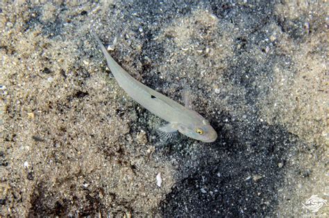 Sleeper Blue Dot Goby Facts And Photographs Seaunseen