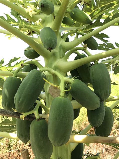 Grafted Red Lady Papaya Months Old Expected The First Harvest In The Next Weeks That S