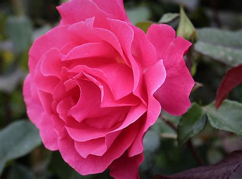 Bright Pink Rose Photograph By Vicky Adams