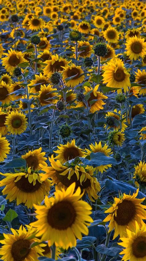 Sunflowers Field Morning 750x1334 Iphone 8766s Wallpaper