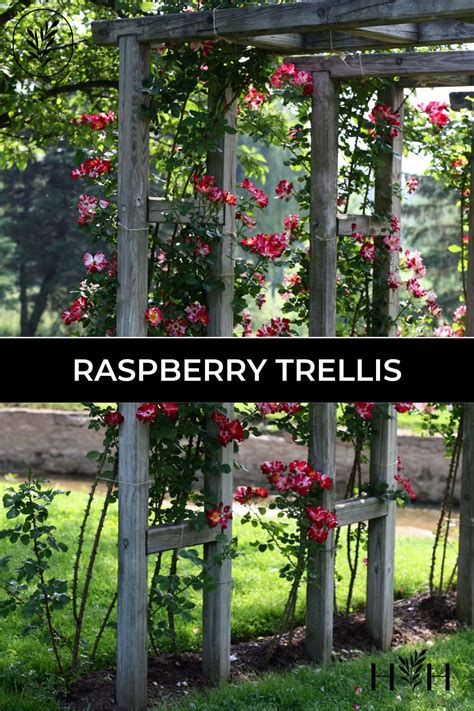 Raspberry Trellis 🌿 🛠️ Options And Steps To Support Bountiful Harvests