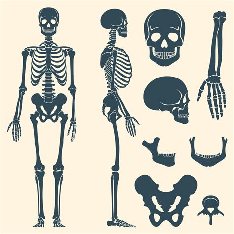 Human Bones Skeleton Silhouette Vector Set By Microvector Thehungryjpeg