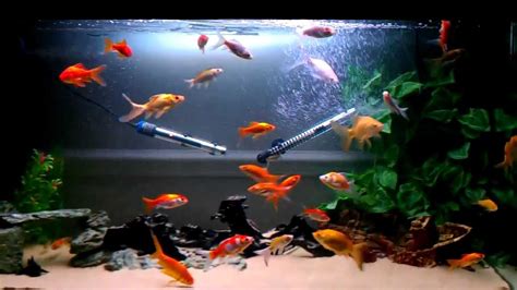 Goldfish Aquarium Pt5 Hd Youtube