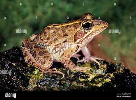 A Common River Frog Amietia Angolensis In Natural Habitat South