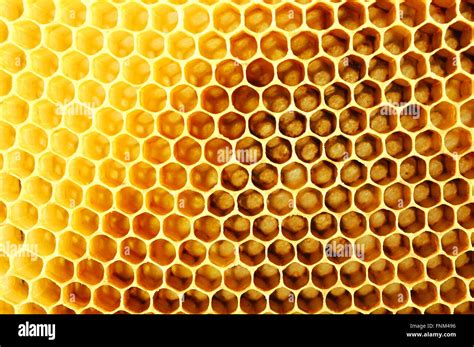 Honeycomb Stock Photo Royalty Free Image 99402050 Alamy