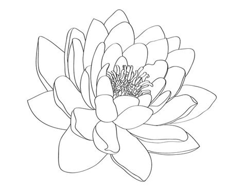 Water Lily Tattoo Design By Selective Universe On Deviantart