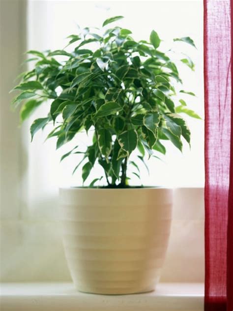 Fresh Easy To Care For Houseplants That Improve The