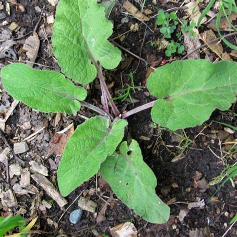 8 Pics Common Garden Weeds Pacific Northwest And View Alqu Blog