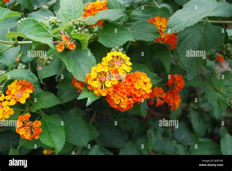 Common Lantana Lantana Camara Orange Flowers Blossom Stock Photo Alamy