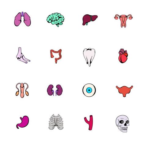 Human Organs Icons Set Cartoon Style Stock Vector Image By