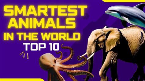 The Top 10 Most Intelligent Animals In The World Youtube