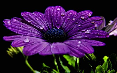 Download Purple Cape Marguerite Flower Hd Laptop Wallpaper