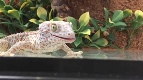 Huge Tokay Gecko Eats Superworms Youtube