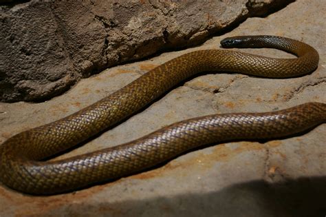 Inland Taipan Or Fierce Snake Oxyuranus Microlepidotus Zoochat