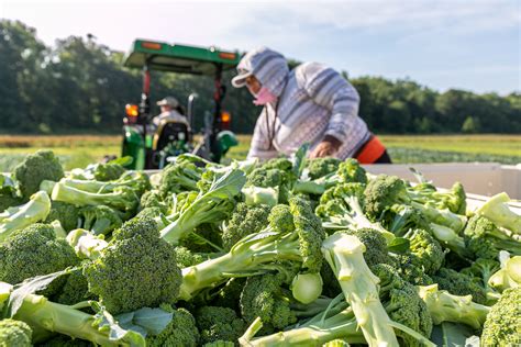 Tracing Broccoli The Journey From Seed To Table Cornell Small Farms