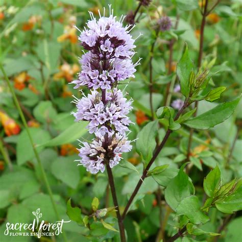 Peppermint Flower Essence — Grandparents Of The Forest