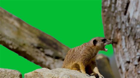 Meerkat Animal Green Screen Blue Screen Curious Vigilant Attentive Cute