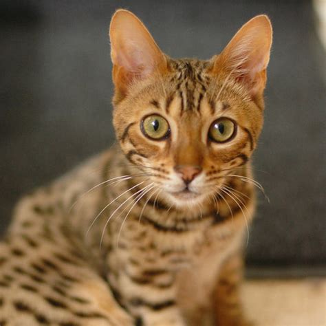 Big Bengal Cats For Sale