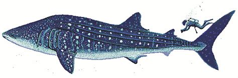Free Free 310 Whale Shark Svg SVG PNG EPS DXF File