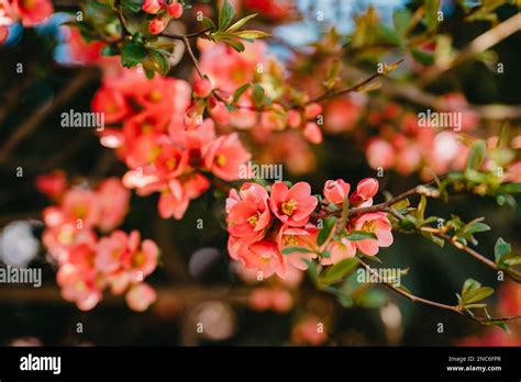 Blooming Japanese Quince Chaenomeles Japonica Stock Photo Alamy