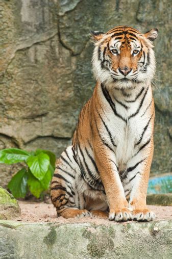 Sumatran Tiger Stock Photo Download Image Now Animal Animal Body