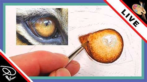 How To Paint A Tigers Eye In Watercolor The First Steps Live