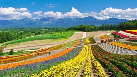 56 tanaman padi kena banjir montok : Ini Kebun Bunga Pelangi yang Ajaib di Jepang - ikons.id