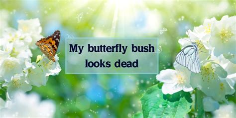 My Butterfly Bush Looks Dead