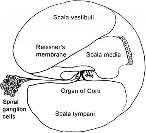 Schematic Drawing Showing Section Through Cochlea Download Scientific