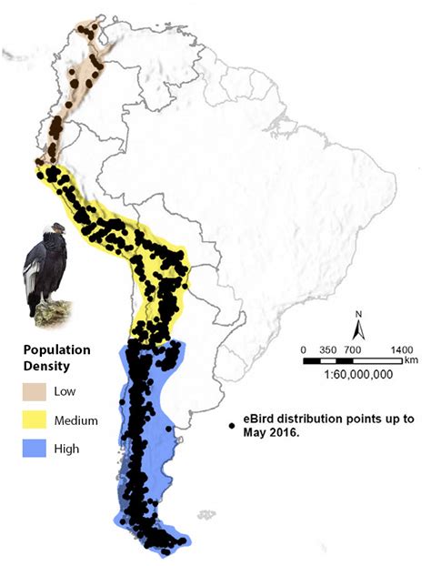 All About The Andean Condor Range And Habitat And Range Avian Report
