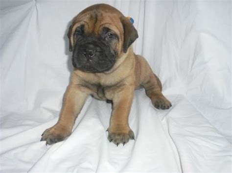 It all started in 2013 when we got our first akc registered bullmastiff puppies. Puppy List Pictures