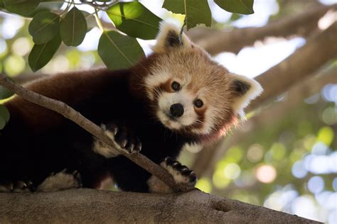 Nepalese Red Panda Perth Zoo