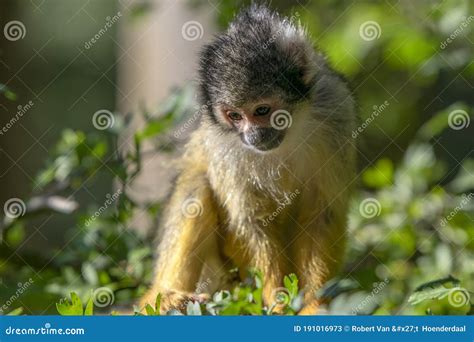 Beautiful Black Capped Squirrel Monkey In A Tree Stock Image Image Of
