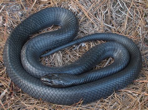 Indigo Snake Facts And Pictures Reptile Fact
