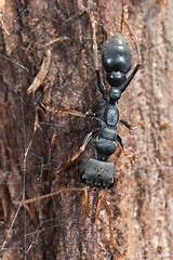 Pictures of Jumper Ant Control