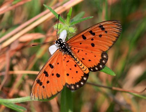 Kearsney Birder Indian Butterflies