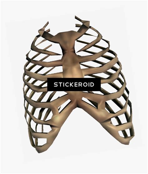 Rib Cage Transparent Clipart Png Download Rib Cage Png Png Download Kindpng