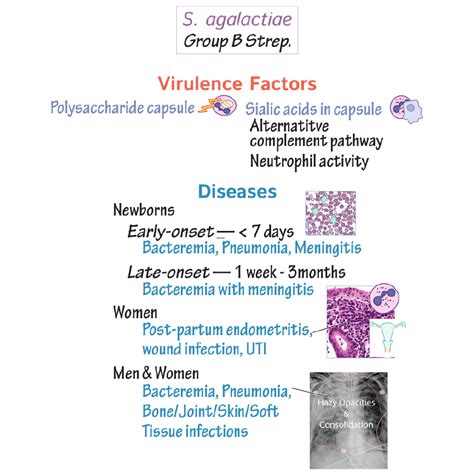 Immunology Microbiology Glossary Streptococcus Agalactiae Group B Draw It To Know It