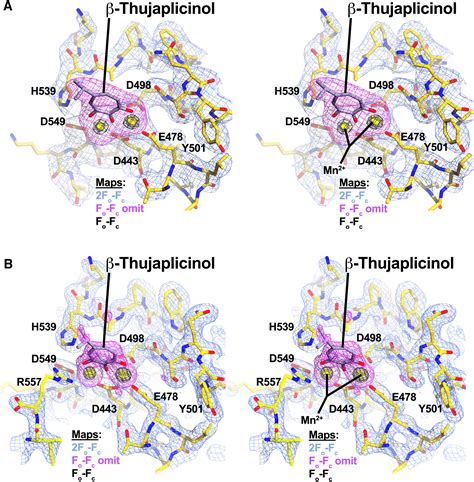 structure of hiv 1 reverse transcriptase with the inhibitor β thujaplicinol bound at the rnase h