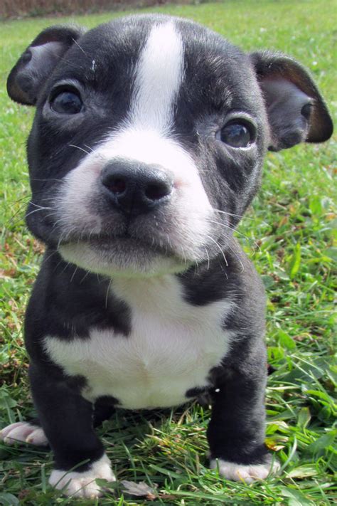 Find puppies and dogs for sale in your area. Blue Nose Pitbull Puppies For Sale - Blue Nose Pitbull Breeders - Baby Pitbulls For Sale
