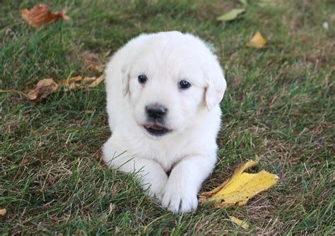 They will make good family companions and be a loving supportive part of your family. Breed: Golden Retriever Gender: Female Registry: AKC ...