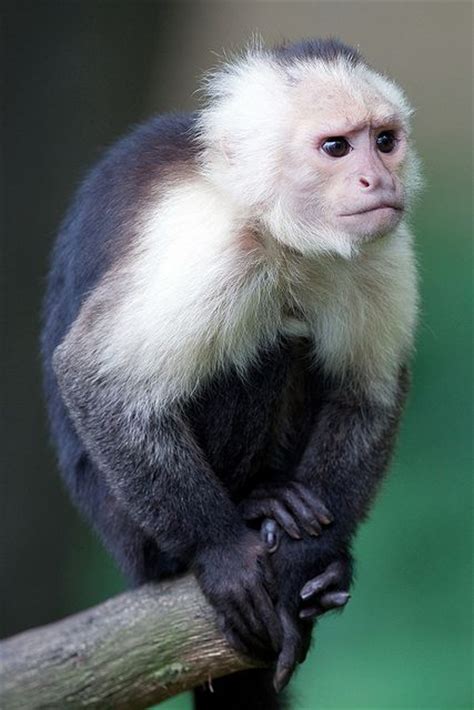 49 Best Capuchin Monkeys Images On Pinterest Capuchin