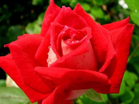 Top 10 Most Beautiful Roses In The World — Страница 10 — Info
