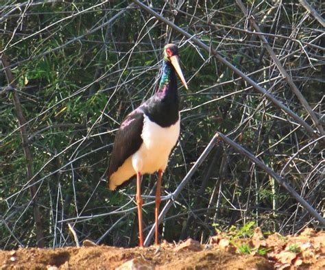 15 Most Beautiful Birds In India For Birdwatchers Wildlifezones